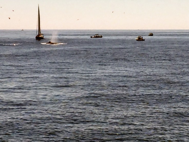 2017-07-16 Gloucester Whale Watching 21