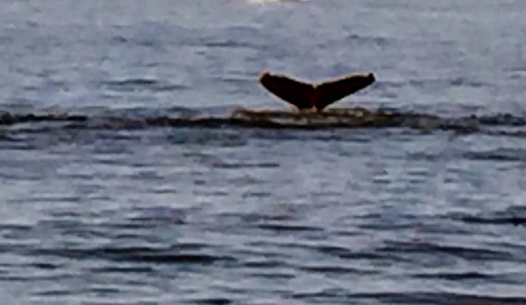 2017-07-16 Gloucester Whale Watching 47