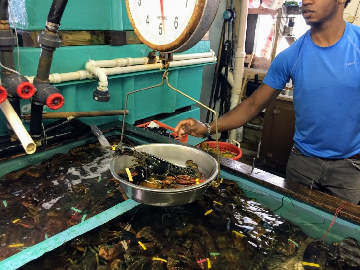 2017-07-21 Belfast Youngs Lobster 04