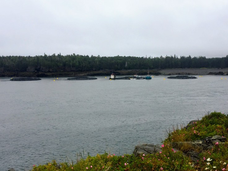 2017-07-27 Campobello 01