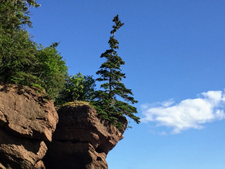 2017-07-29 Hopewell Rocks 15