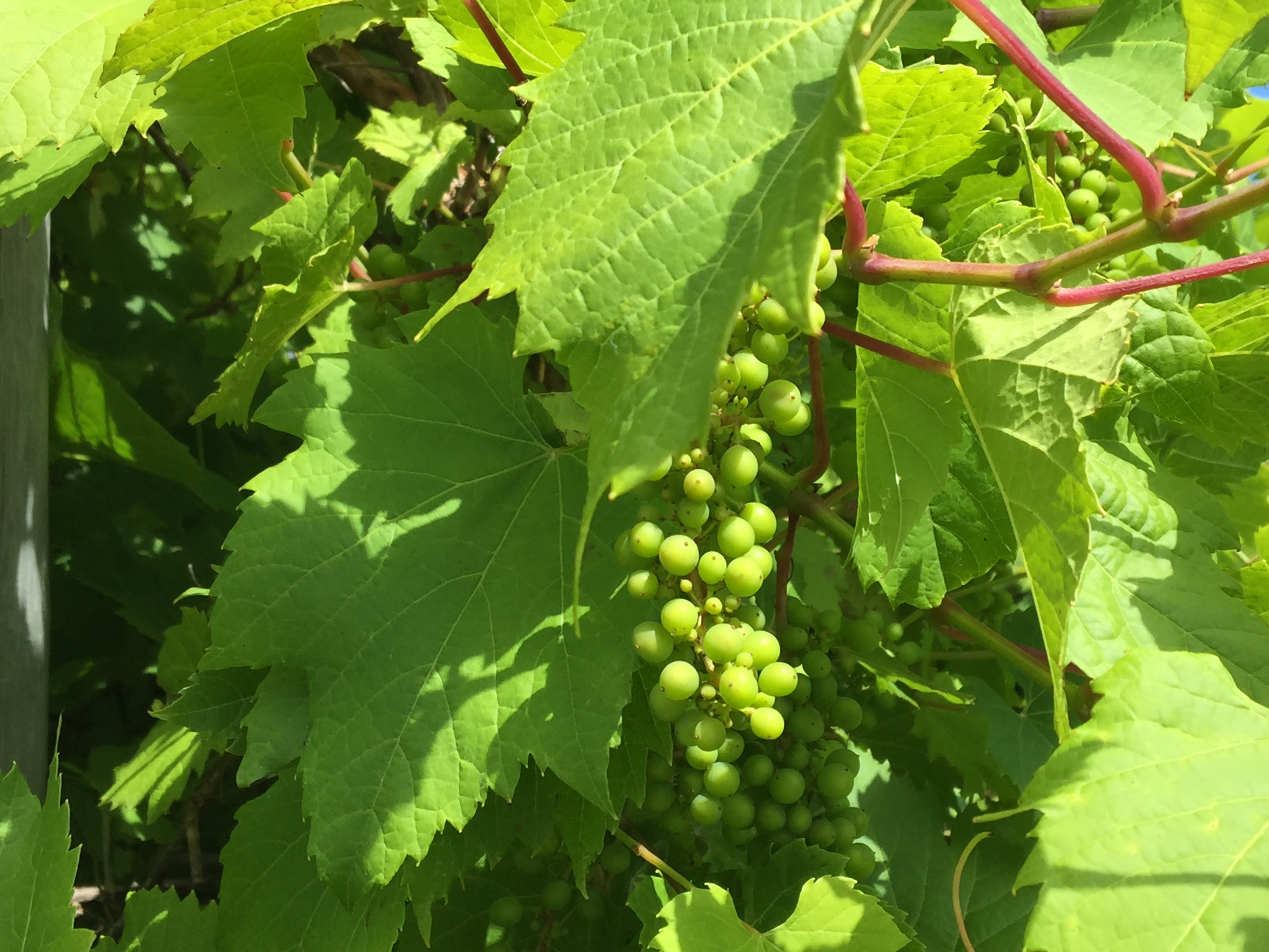 2017-08-11 Rosignol Winery 05