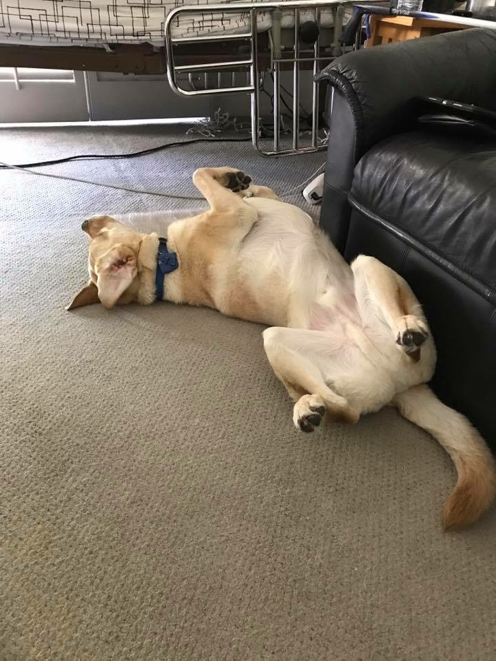 2017-09-04 Happy Labrador Day