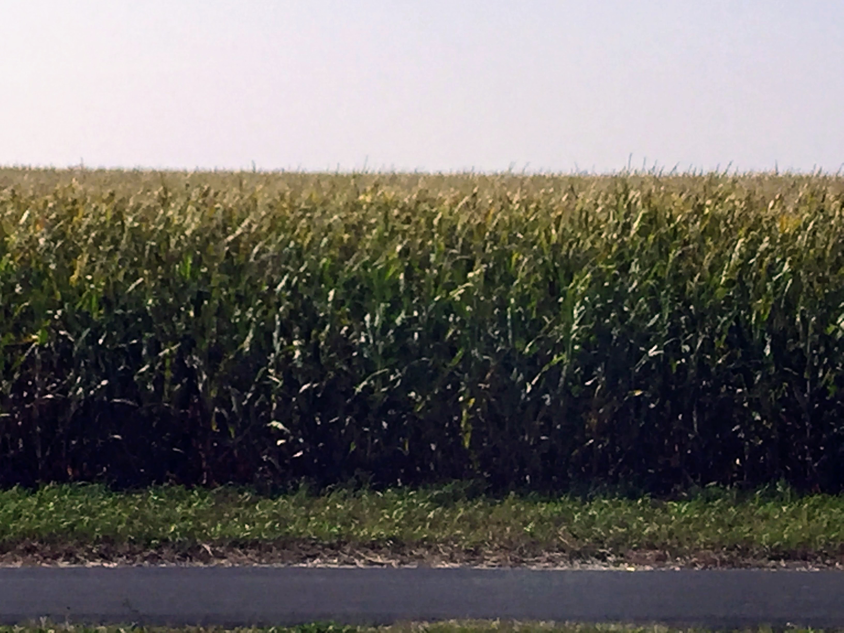 2017-09-13 Minnesota Farms 02