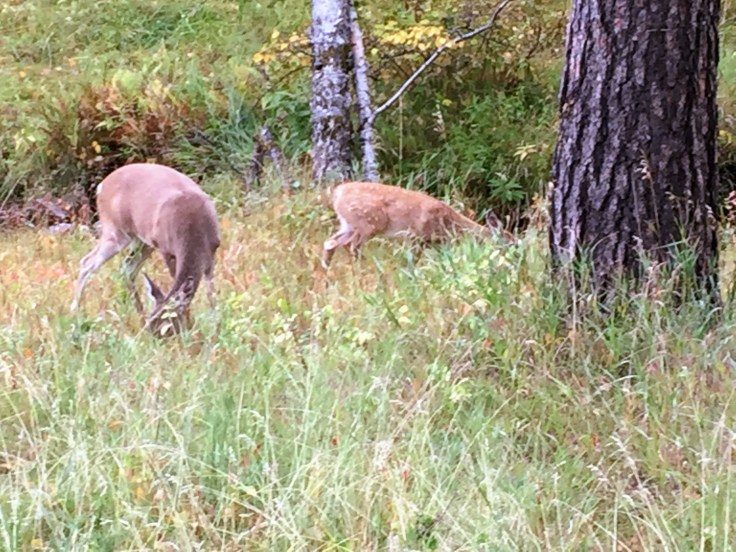 2017-09-17 Black Hills 08 Needles Deer 01