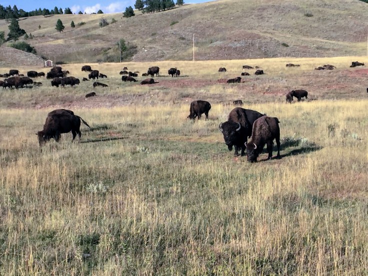 2017-09-17 Black Hills 31 Custer Wildlife 04 Bison