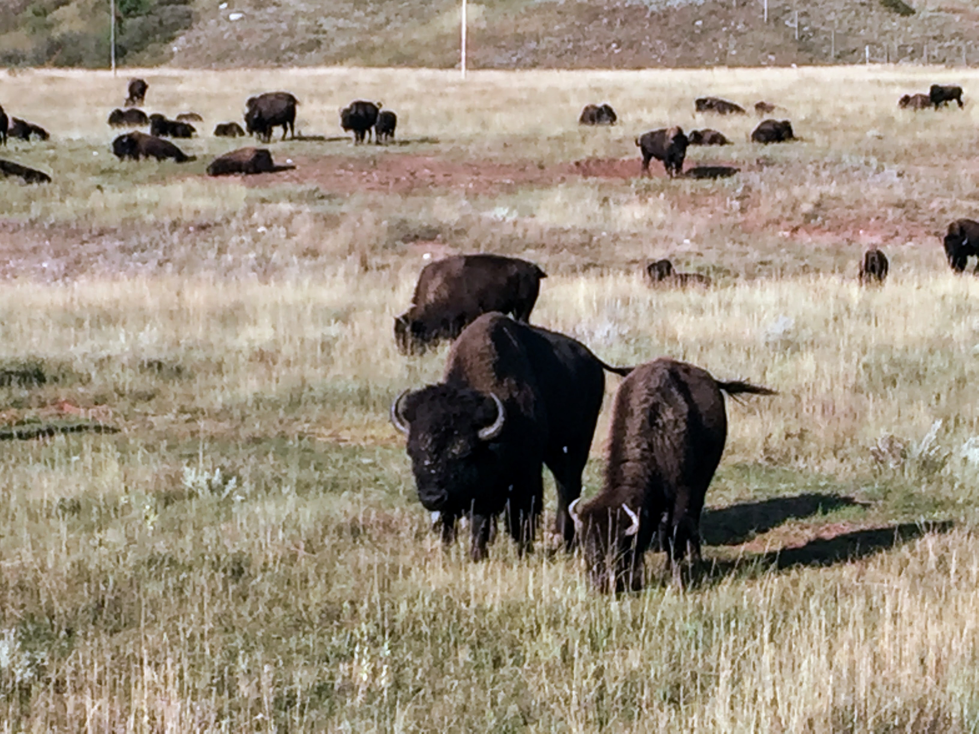 2017-09-17 Black Hills 31 Custer Wildlife 05 Bison