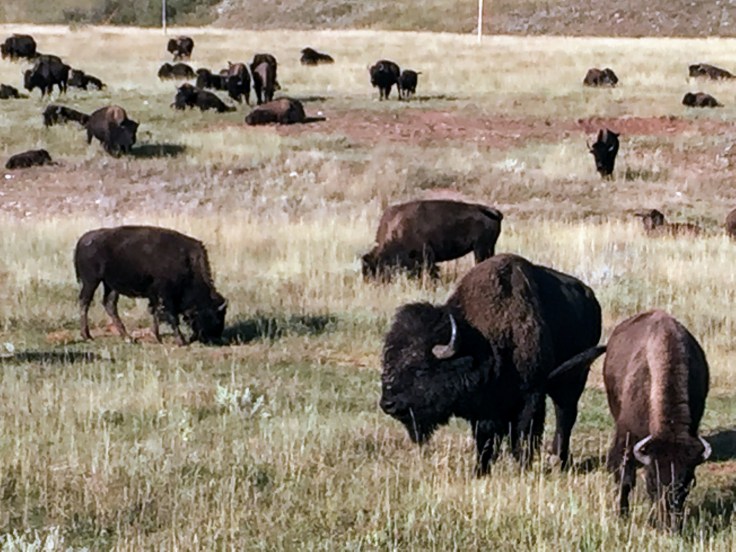 2017-09-17 Black Hills 31 Custer Wildlife 06 Bison