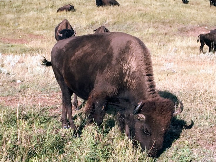 2017-09-17 Black Hills 31 Custer Wildlife 07 Bison