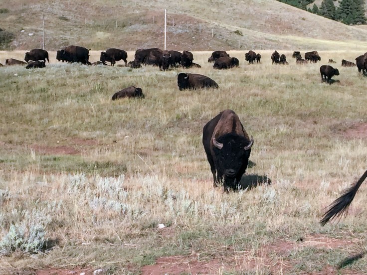 2017-09-17 Black Hills 31 Custer Wildlife 08 Bison