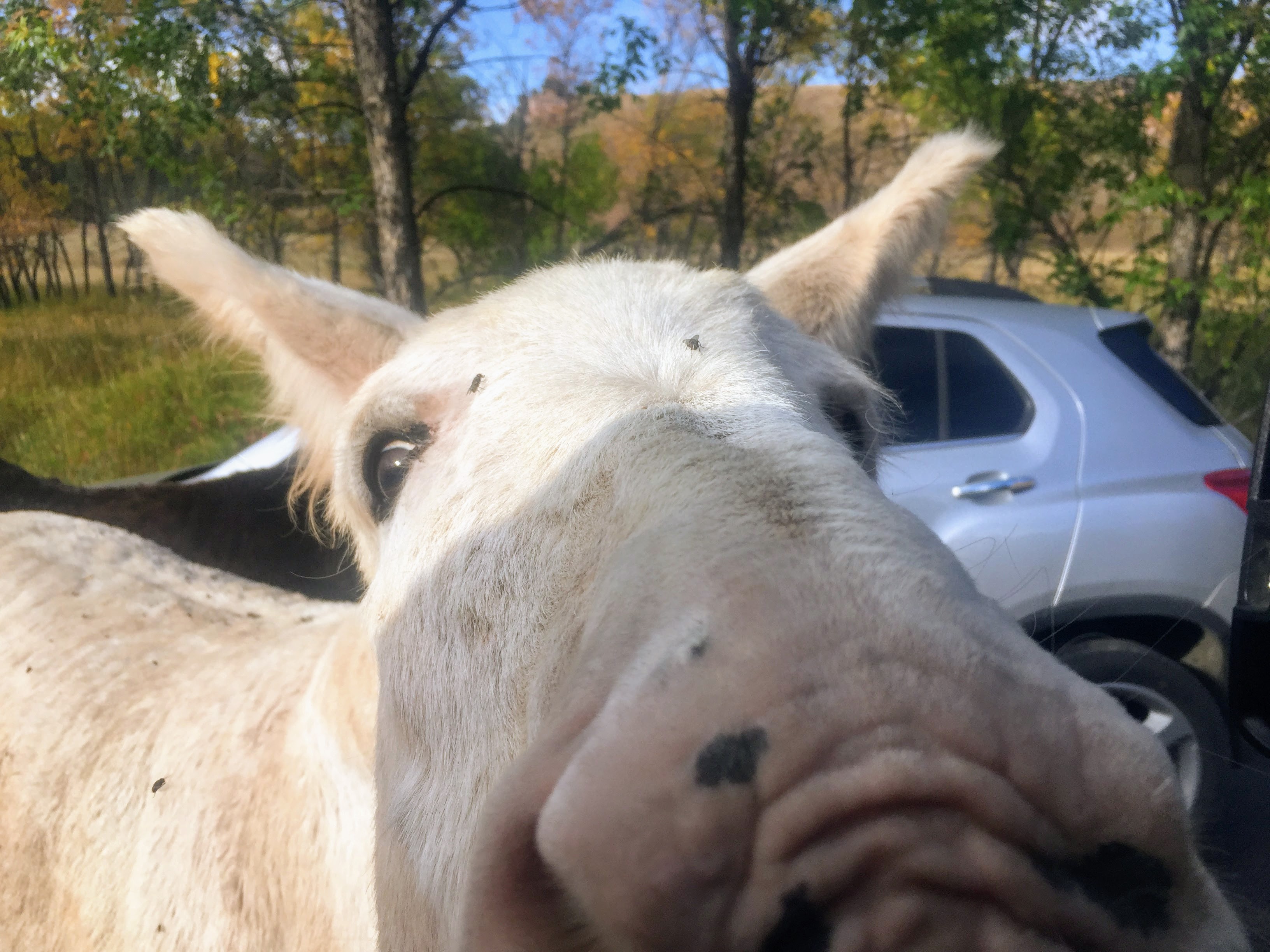 2017-09-17 Black Hills 32 Custer Wildlife 03 Donkey