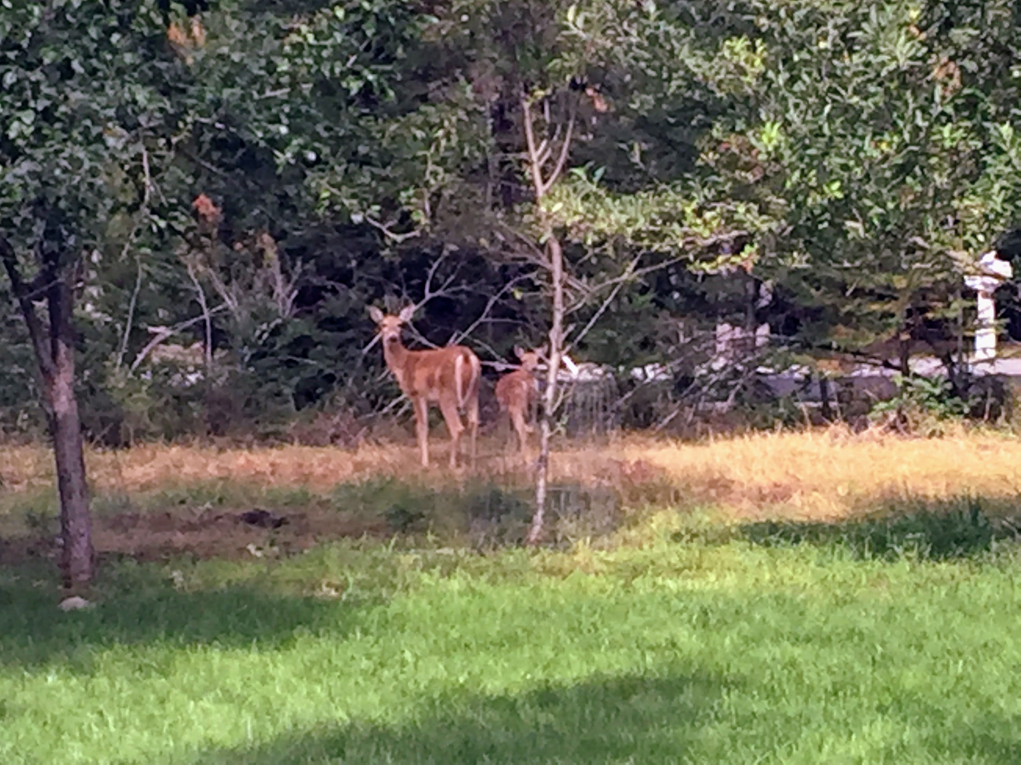 2017-09-22 Idaho 01 Walters Deer