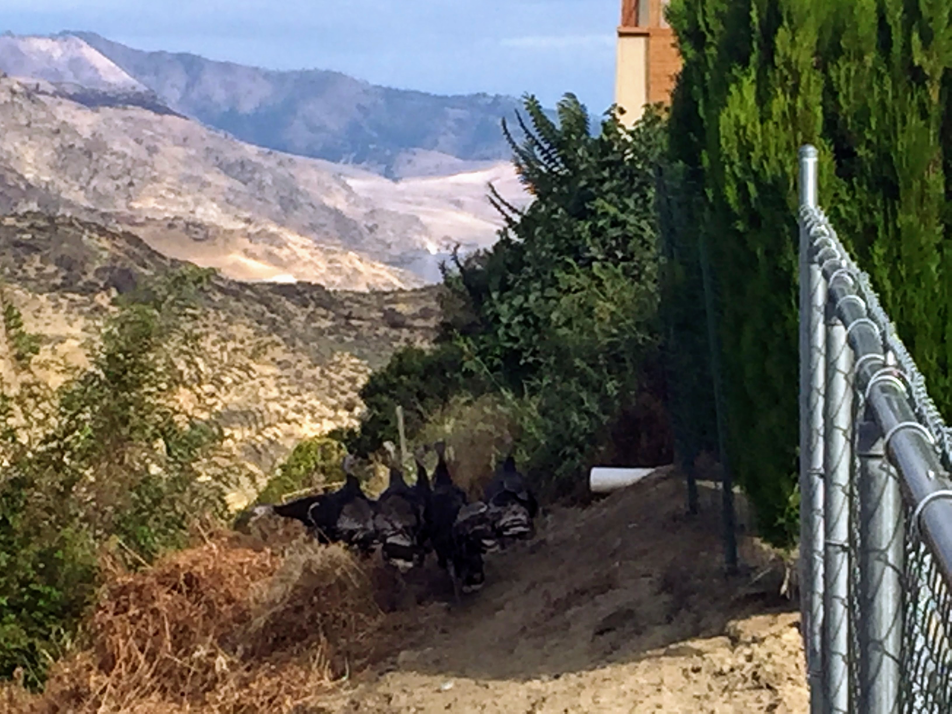 2017-09-23 Grand Coulee Dam 59 Turkeys