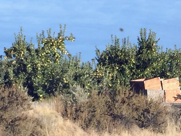 2017-09-24 Washington 02 Apples