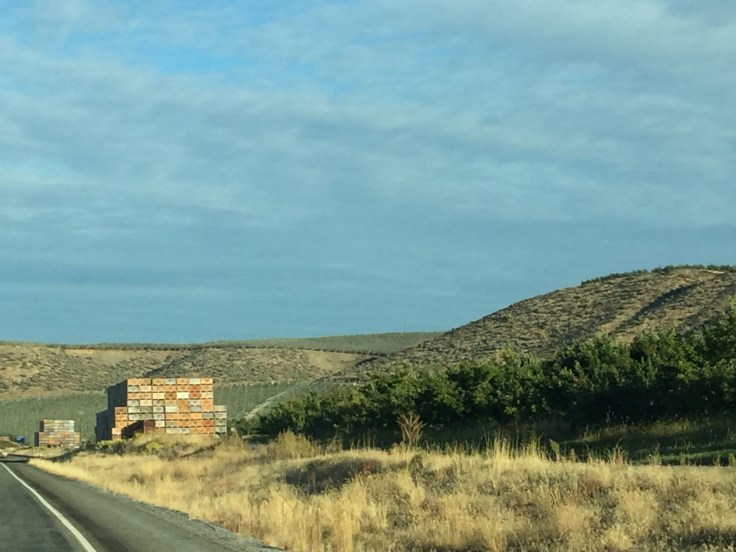 2017-09-24 Washington 03 Apples