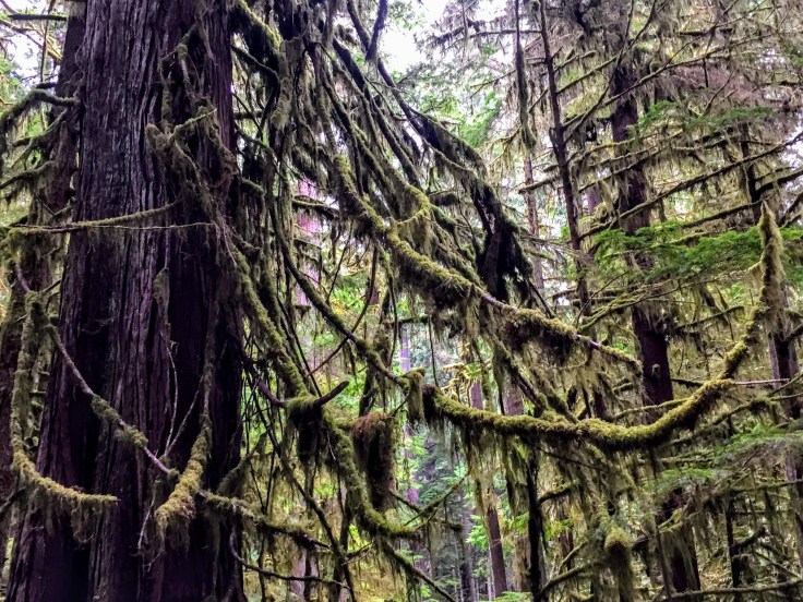 2017-09-29 Washington 03 Hike Marymere 06