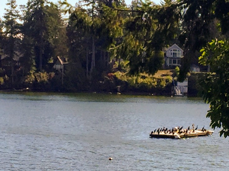 2017-09-29 Washington 06 Hood Canal 05