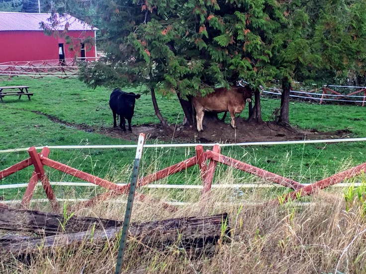 2017-09-30 Washington 01 Maple Valley 04