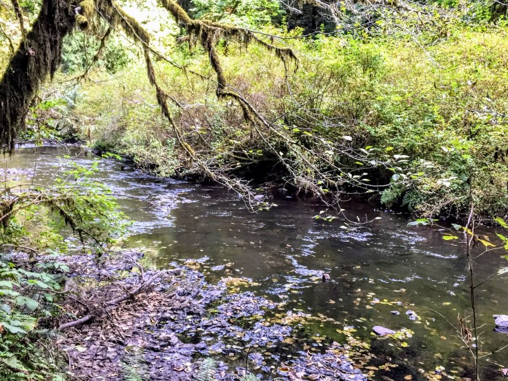 2017-10-01 Oregon 01 Silver Falls 31