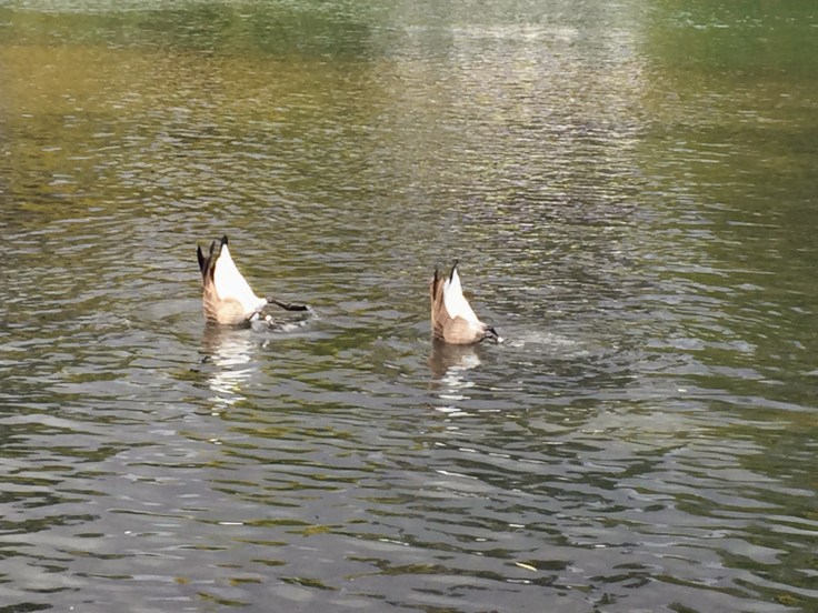 2017-10-02 Oregon 03 Bend 03