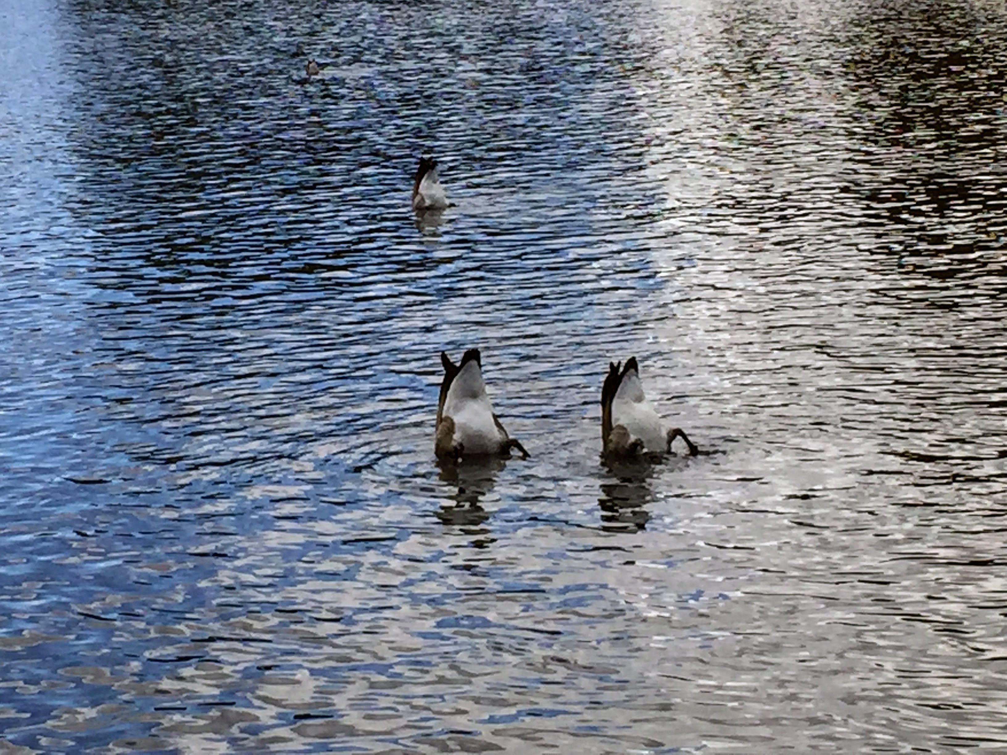 2017-10-02 Oregon 03 Bend 05